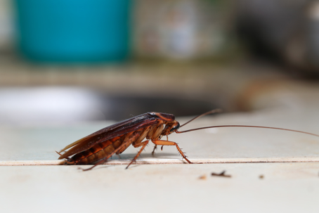 Sideview of cockroach inside home.