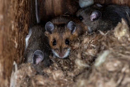 Mice Huddled in a nest.