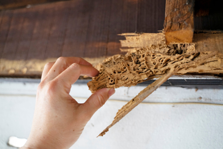 Termite Damage on home exterior