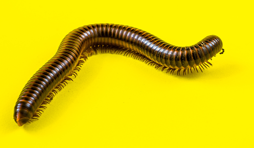 Millipedes