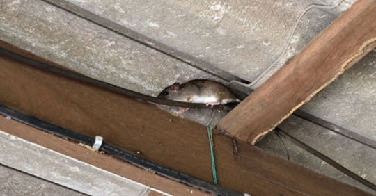 rat in roof