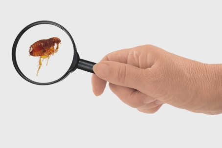 Magnifying Glass on Flea