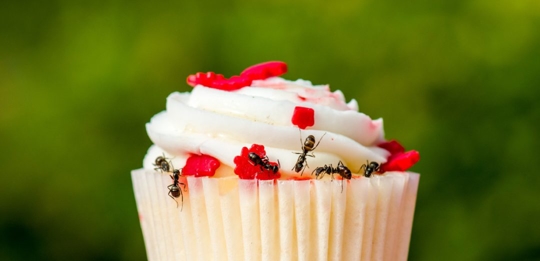 Cupcake with ants on it