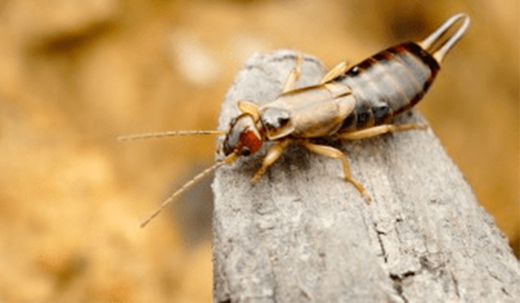 What is an earwig?