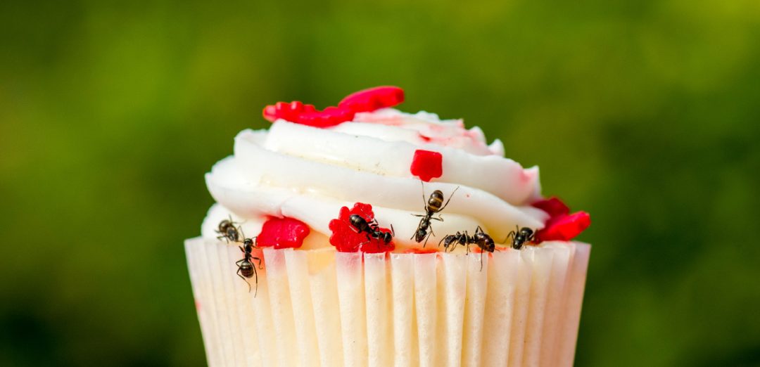 A cupcake with ants eating the icing