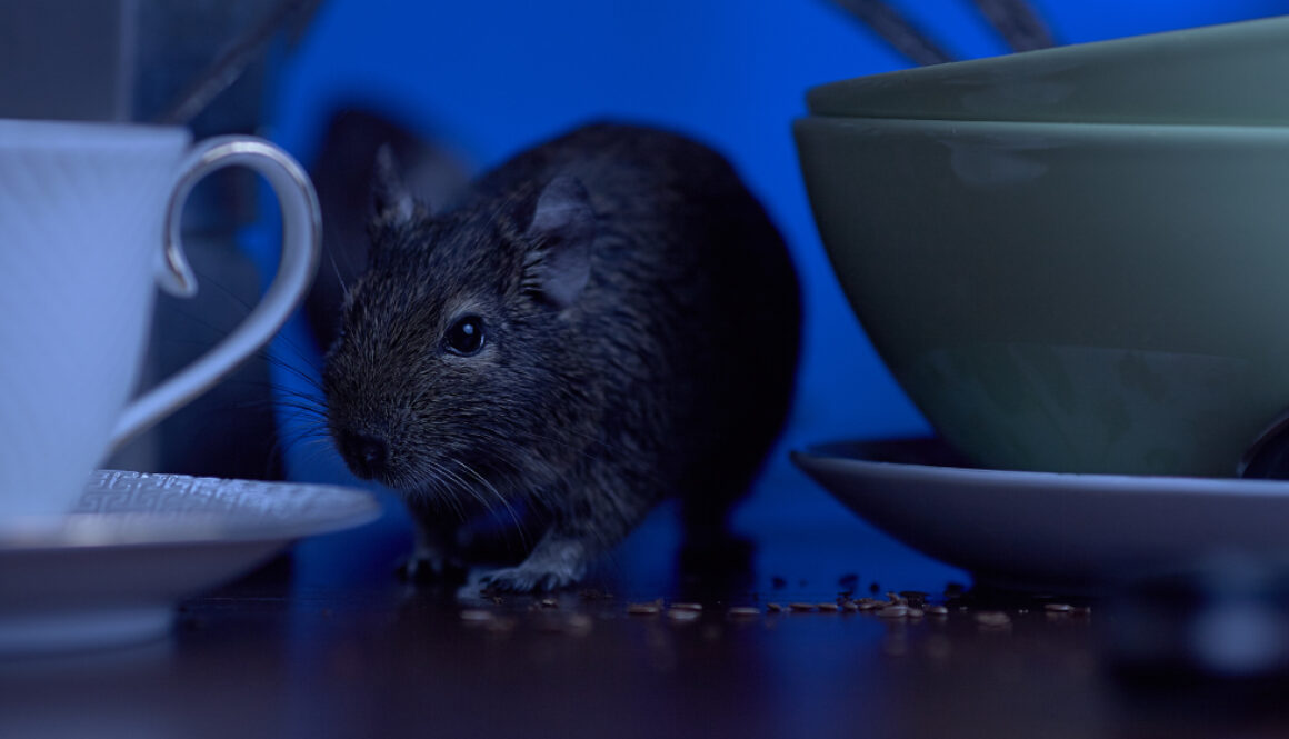 a mouse crawling on a table eating crumbs