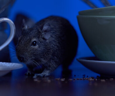 a mouse crawling on a table eating crumbs