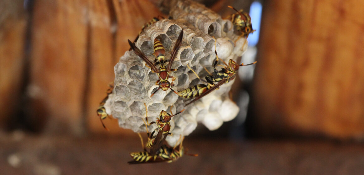 a picture of Paper Wasps covering their nests