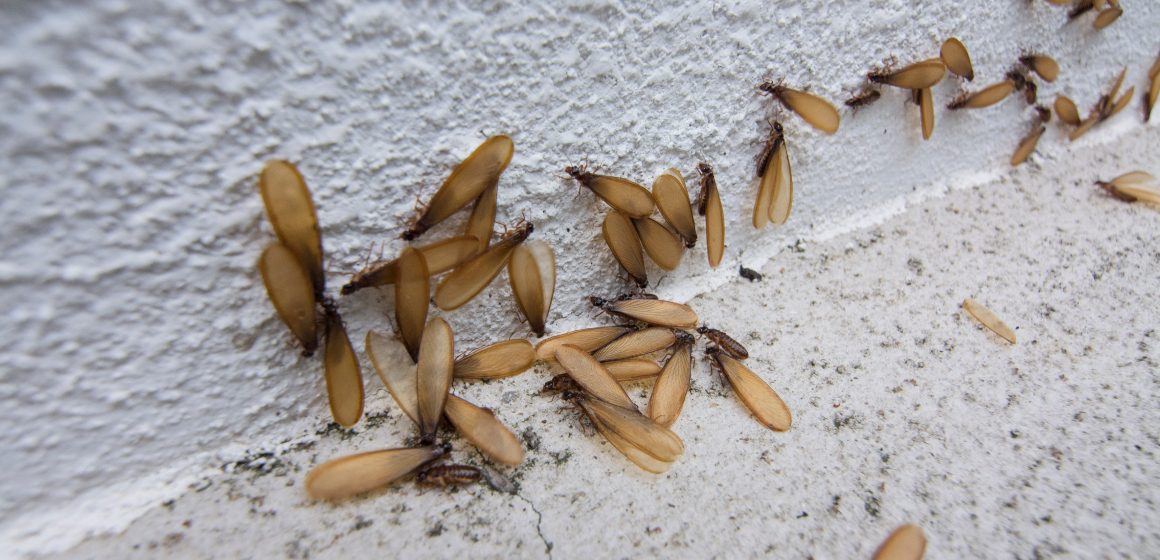 Termites Swarming in the corner of concrete