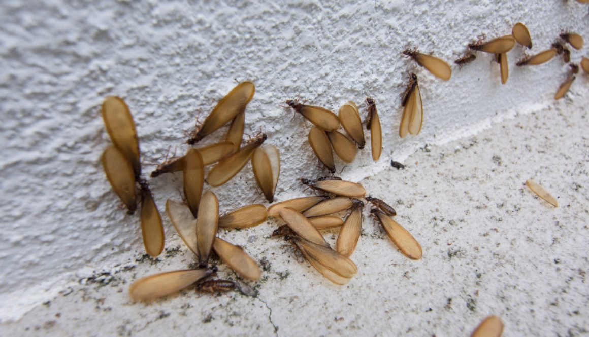 Termites Swarming in the corner of concrete
