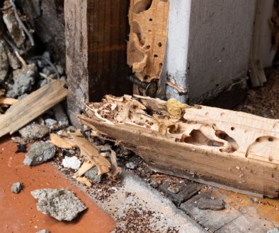 rotten wood destroyed by termites in a home