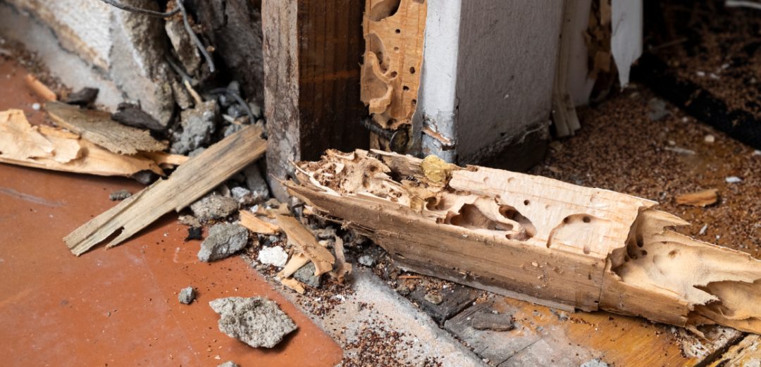 rotten wood destroyed by termites in a home